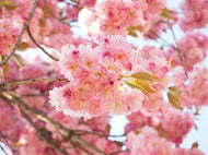 5 Japanese Cherry Blossom Tree Seeds