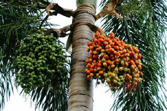 2 Jelly Palm Tree Seeds – Sunshine Seed Nursery