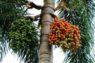 2 Jelly Palm Tree Seeds