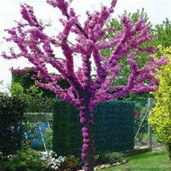10 Judas Tree Seeds
