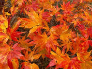 4 Kihachijo Japanese Maple Tree Seeds