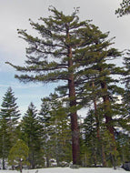 10 Sugar Pine, King of Pines Tree Seeds