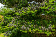 10 Korean Fir Tree Seeds