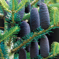 10 Korean Pruce Tree Seeds