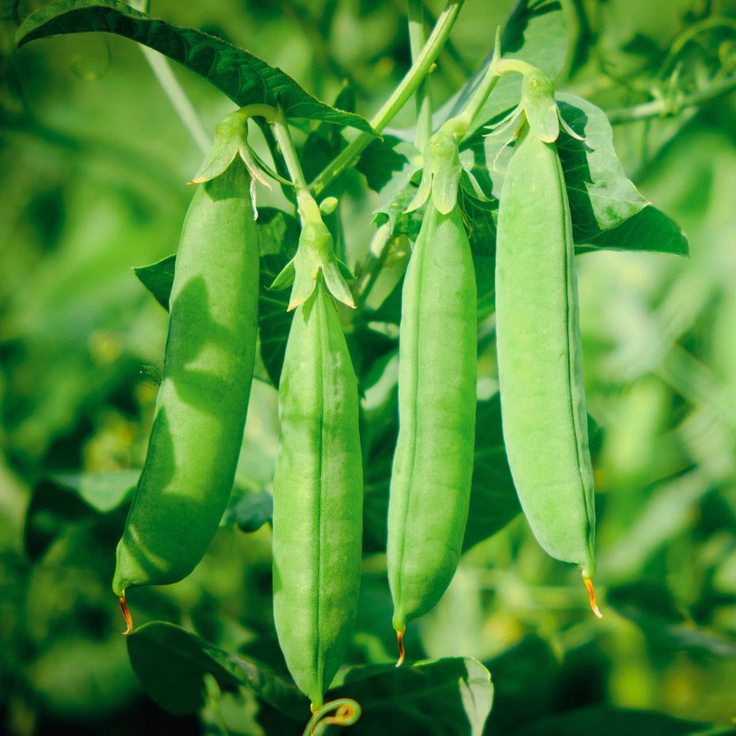 Generic Laxton's Progree #9 English Pea Seeds- 3 lb., Green