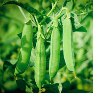 Generic Laxton's Progree #9 English Pea Seeds- 3 lb., Green