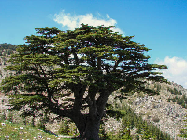 5 Cedar of Lebanon Tree Seeds