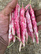 30 Lina Sisco's Bird Egg Bean Seeds