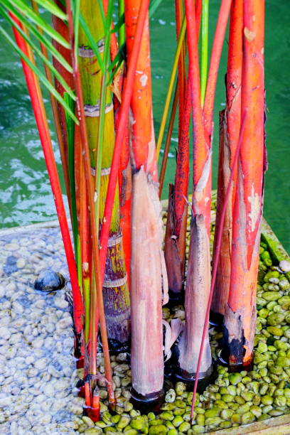 2 Lipstick Palm Tree Seeds