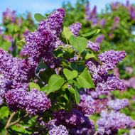 10 Littleleaf Lilac Tree Seeds