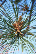 10 Loblolly Pine Tree Seeds