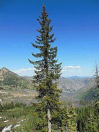 10 Lutz Spruce Tree Seeds