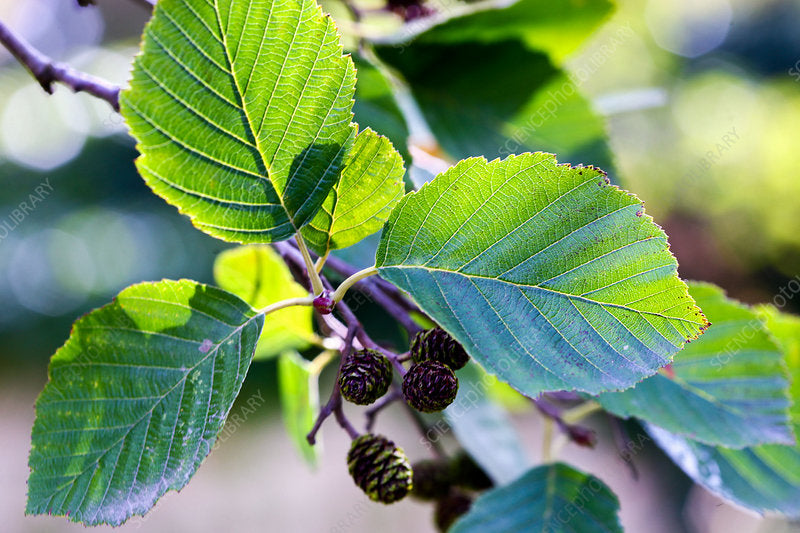 10 Manchurian Alder Tree Seeds
