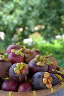 6 Mangosteen Seeds