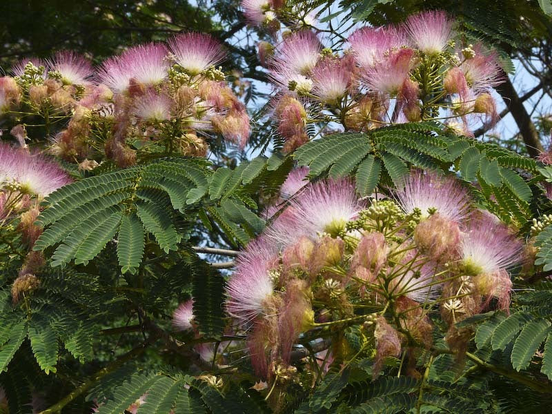 10 Mimosa Tree Seeds