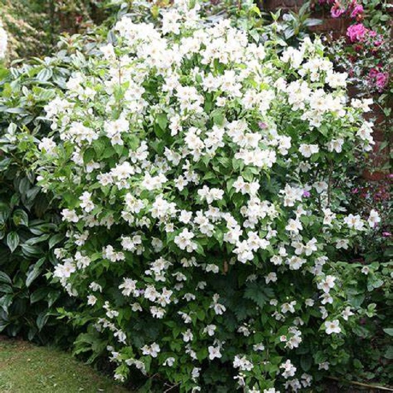 5 Mock Orange Tree Seeds