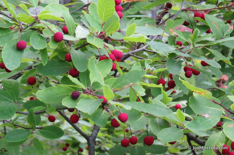 10 Mountain Holly Seeds