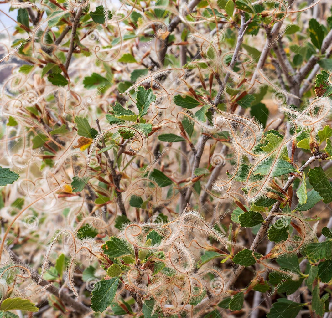 10 Mountain Mahogany Tree Seeds