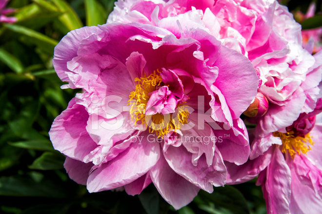 5 Mountain Peony Tree Seeds