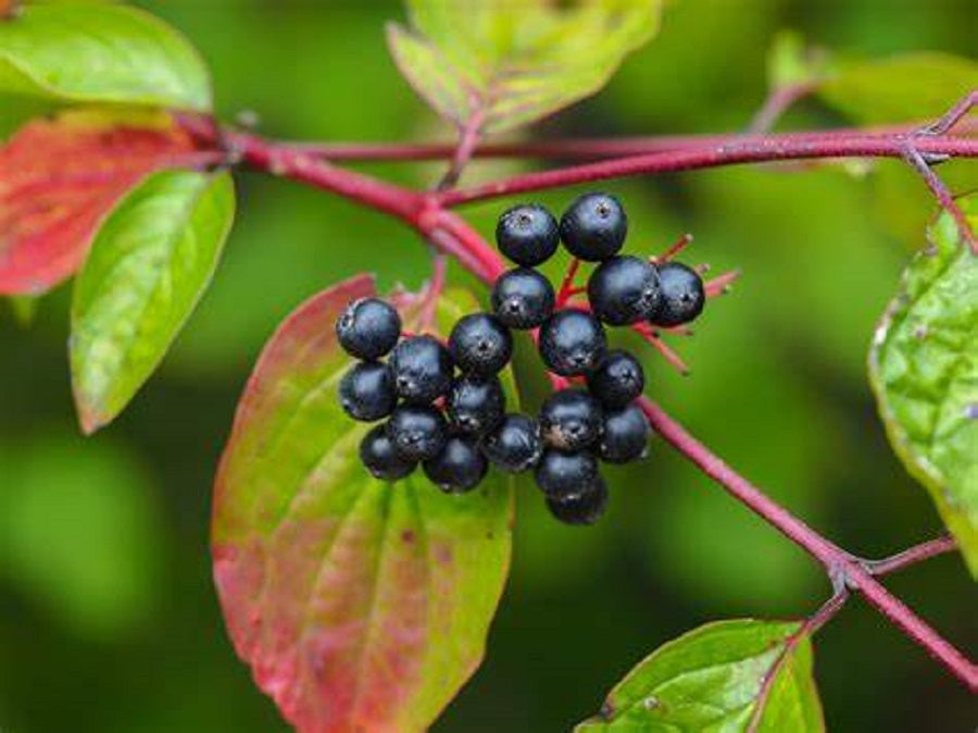 10 Nannyberry Viburnium Tree Seeds