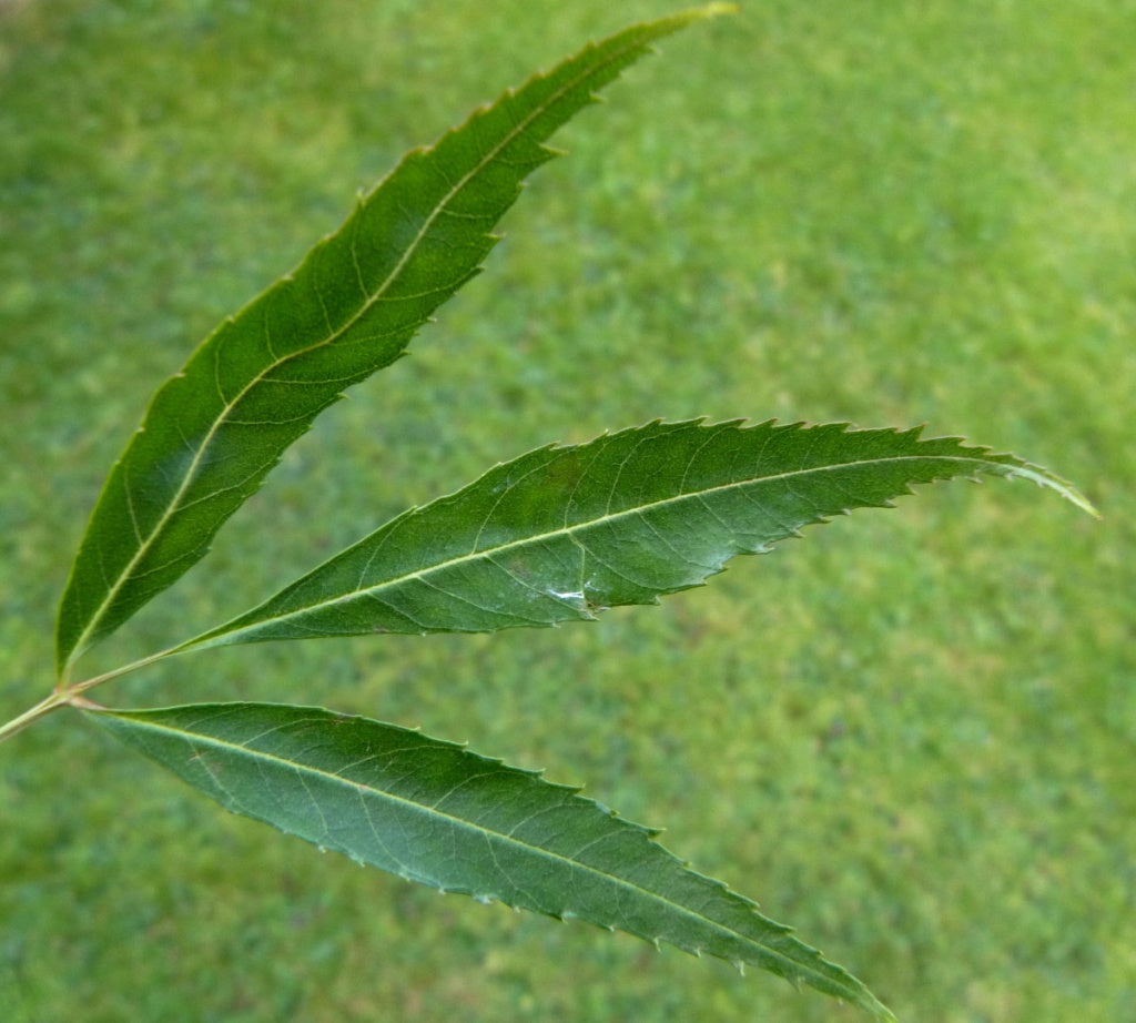 6 Narrowleaf Ash Tree Seeds