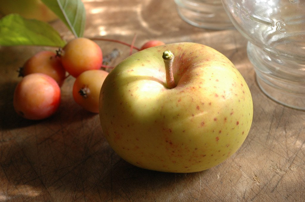 8 Newtown Pippin Apple Tree Seeds