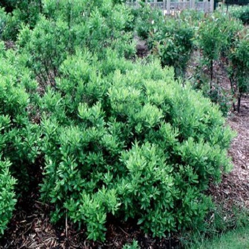 10 Northern Bayberry Tree Seeds