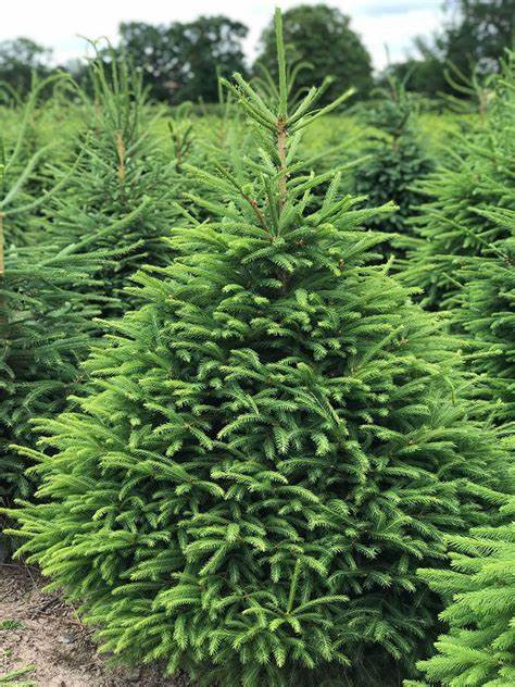10 Norway Spruce Tree Seeds