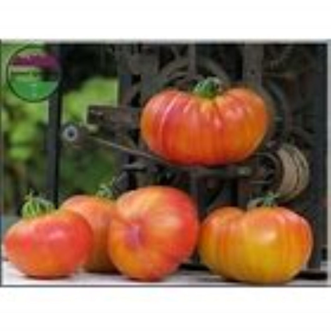 Old German Tomato Seeds