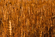 Oats Seeds for Wildlife Food Food Plot, 3 Pounds