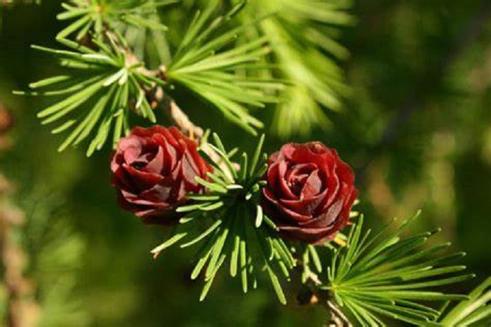 10 Olga Bay Larch Tree Seeds