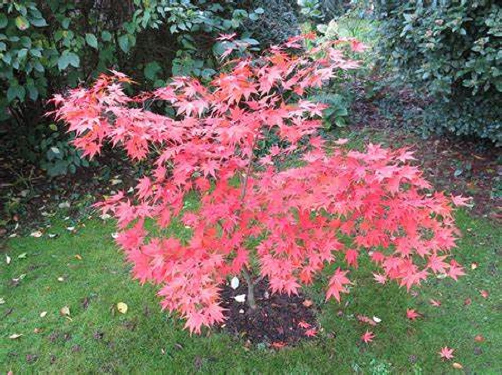 3 Omato Japanese Maple Tree Seeds