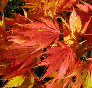 3 Omurayma Japanese Maple Tree Seeds