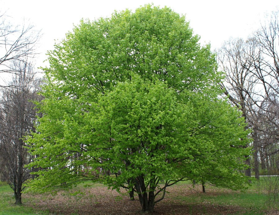 8 Oriental Beech Tree Seeds