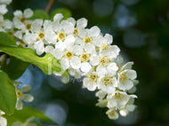 3 Oriental Hackberry Tree Seeds