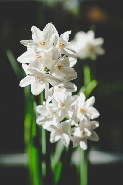 6 Paperwhite Flower Bulbs