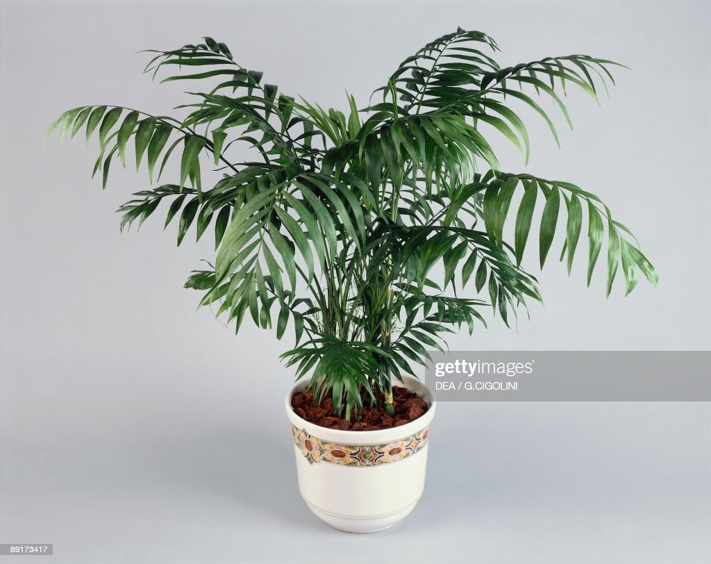 5 Parlor Palm Tree Seeds