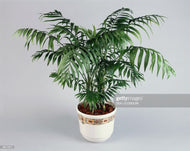 5 Parlor Palm Tree Seeds