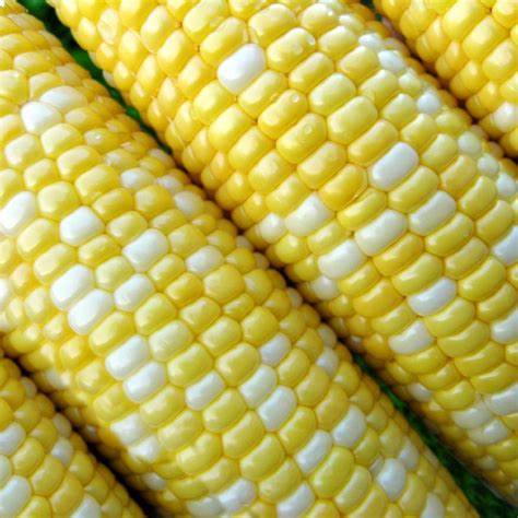 Peaches and Cream Corn Seeds, 1/2 Pound