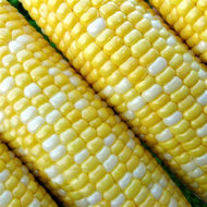 Peaches and Cream Corn Seeds, 1/2 Pound