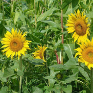 25 Peredovik Sunflower Seeds