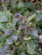 10 Perilla Frutescens Seeds