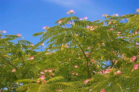 10 Persian Silk Tree Seeds