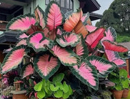 Hosta Seeds, Giant Green-Pink Variety, 15 Count