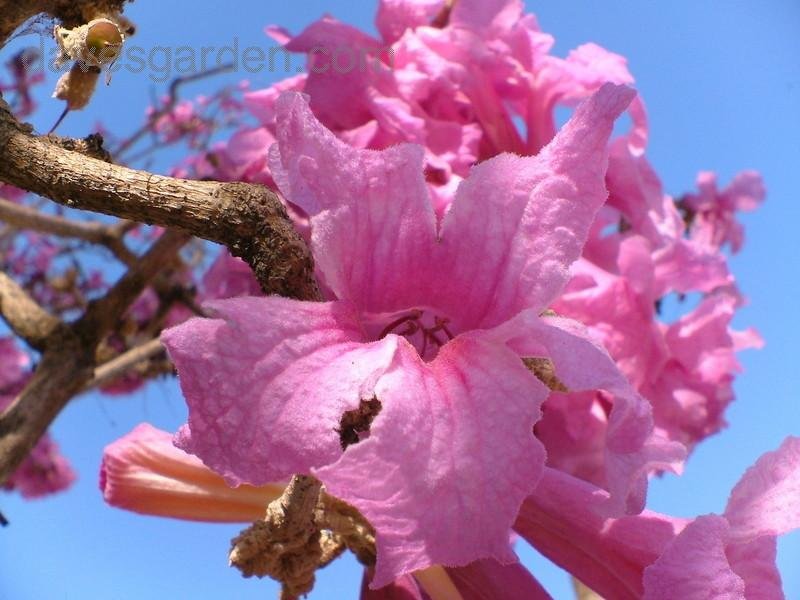 5 Pink Poui Flowering Trumpet Seeds