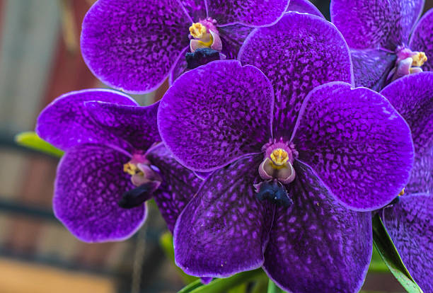 3 Purple Orchid Seeds