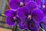3 Purple Orchid Seeds