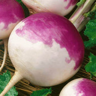Purple Top White Globe Turnip Seeds 1/4 lb.