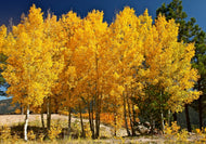 12 Quaking Aspen tree Seeds