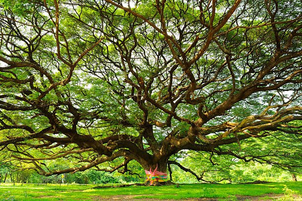 Rain Tree Example 5 Rain Tree Seeds – Sunshine Seed Nursery